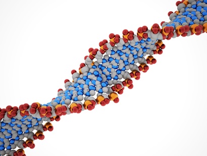 a strand of DNA 