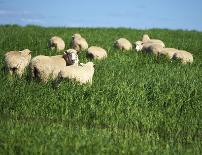 Several white sheep graze in a brilliant green field, with blue skies.