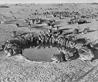 Black and white photograph of many rabbits drinking from a waterhole