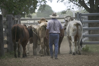 Rear view of a farmer walking about six head of cattle through a stock yard gate.