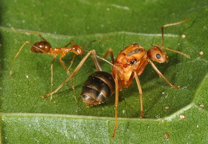 Yellow crazy ant queen and worker on a green leaf.