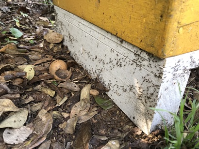 Argentine ants attacking a beehive on Norfolk Island.