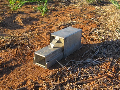 A mouse trap set up in a wheat field