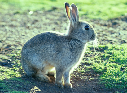 Rabbit feeding on degraded farm land