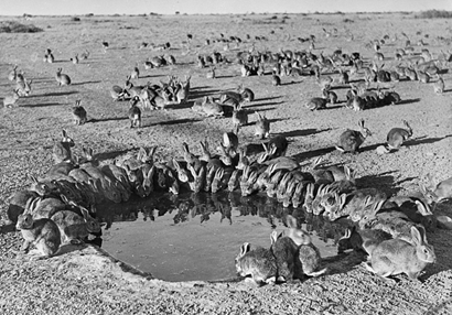 hundreds of rabbits drinking from a farm dam in a cleared landscape, vegetation eaten by the rabbits