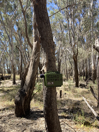 Acoustic recorder attached to the trunk of a tree in a copse of trees