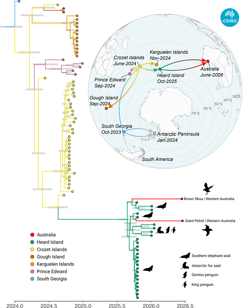 A graph showing the origins of Australia's first H5 bird flu cases.