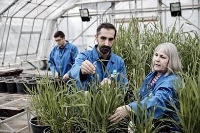 Three people working in a greenhouse.