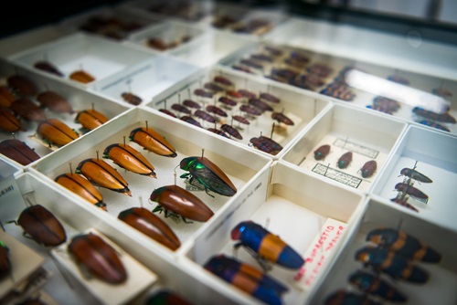 Beetle drawer