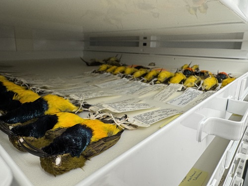 Bird drawer