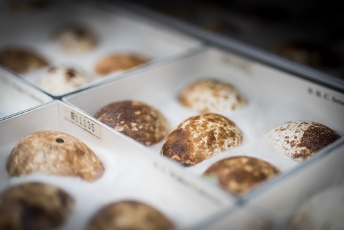 Bird egg clutches
