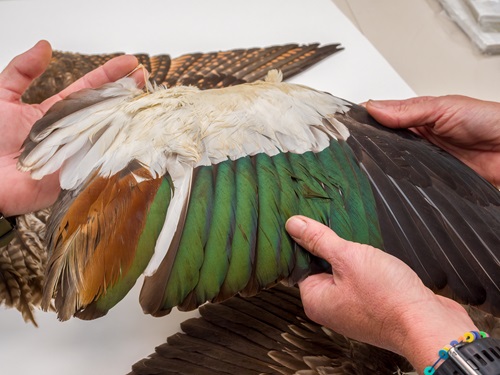 Bird wing