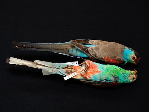 Paradise Parrots