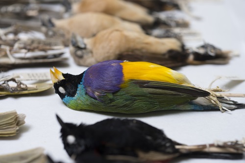 Gouldian Finches