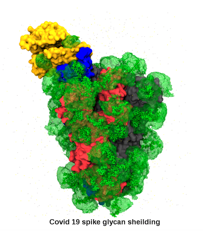 COVID-19 spike protein with gylcan shielding 