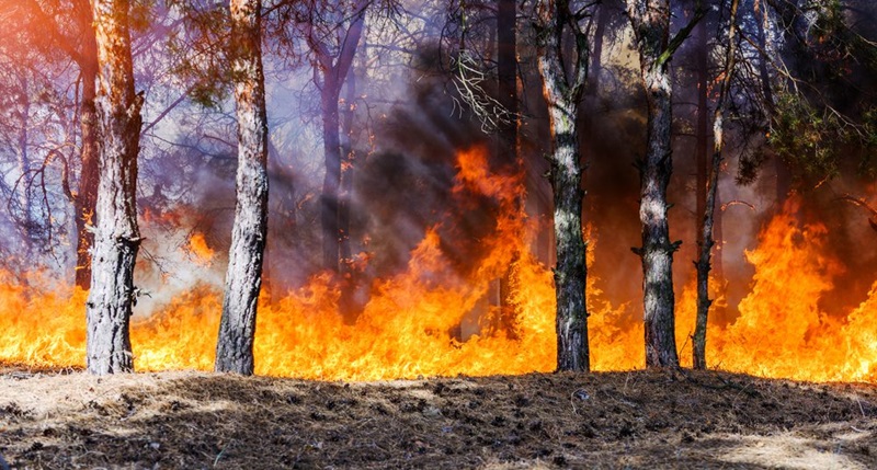 Australia's bushfires taking a toll