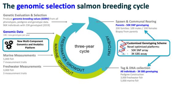 The genomic breeding selection salmon breeding cycle 