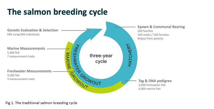 The traditional salmon breeding cycle