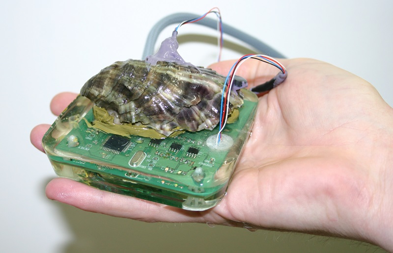Oyster shell attached to a bio-sensor system held in the palm of a hand.