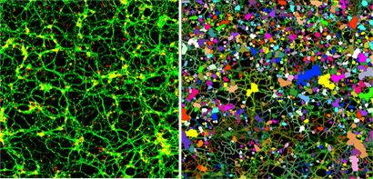 A typical dense image with many “clumped” neurons and overlapped neurite structures. Left image shows a high degree of neurite branching complexity. Right image displays the segmented neurons and neurites using our software.  ©Marjo Götte, Novartis Institutes for BioMedical Research