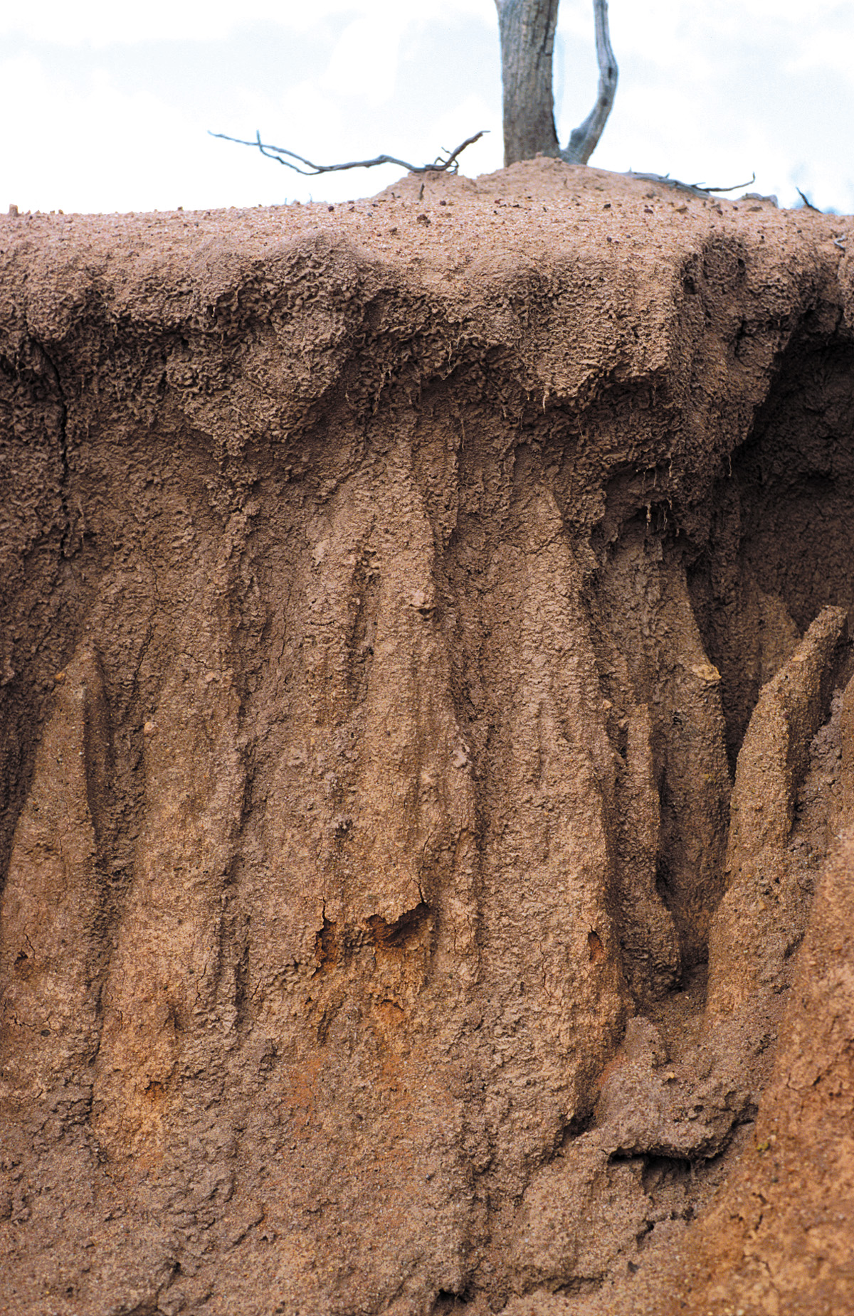 soil