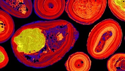 Red, yellow and blue oval shapes appear on a black background.