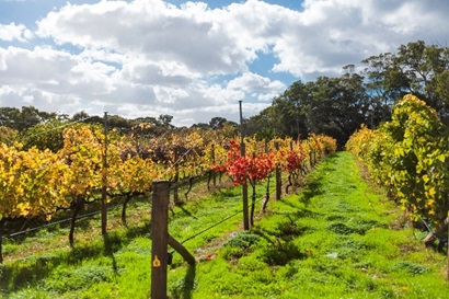 The image shows rows of grape vines. The grass is lush, and a vibrant light green colour. The the leaves on the vines are yellow, red and bright green. The sky is light blue and dotted with white and grey clouds. 
