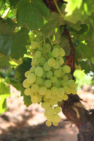 Bunch of white grapes