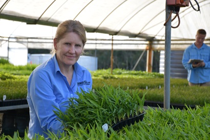 Person holding a tray of plants.