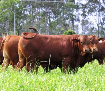 Bulls in a field