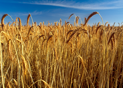 Close up of wheat crop
