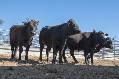 Four black cows standing in yard