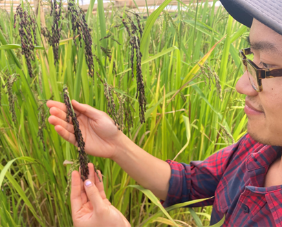Man holding black rice in the field