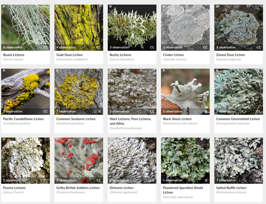 Images of lichen observed during Wild Watch in iNaturalist.