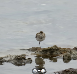 Image of a bird standing on rocks near water.