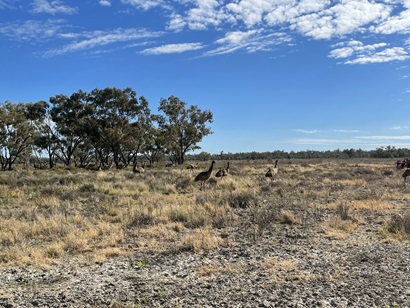 Landscape photo of Lake Angledool with a large mod of emus