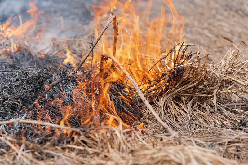 A controlled bushfire in a dry wheatfield.
