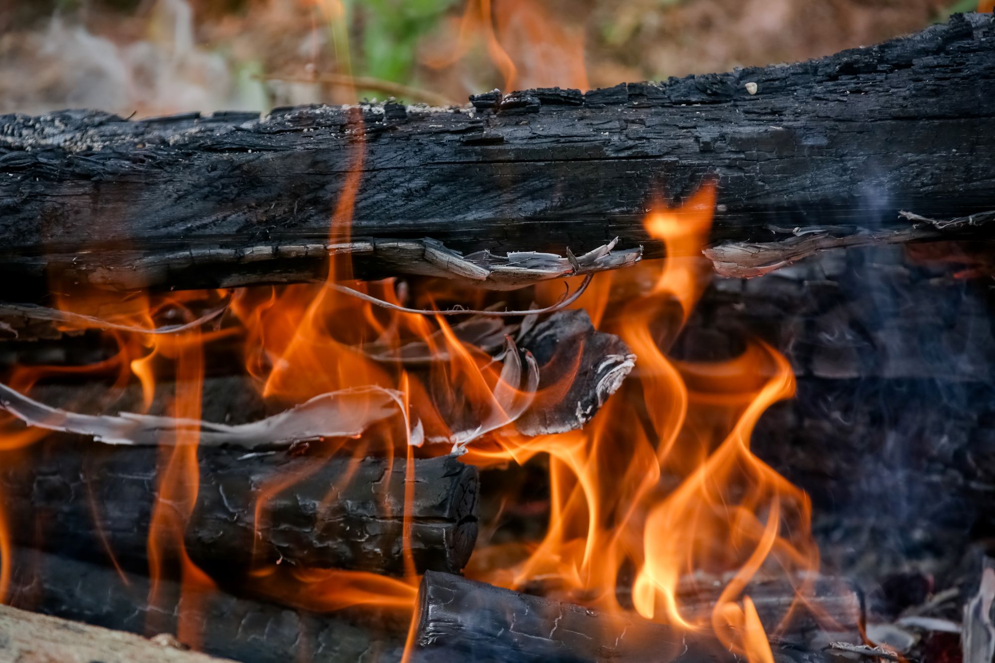A close up of charred black logs in a campfire, surrounded by flames.