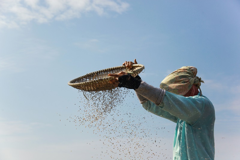 Photograph of a person wearing a headscarf and long-sleeve shirt, using a woven basket to sift grains against a blue sky. The grains are falling through the basket, illustrating a traditional agricultural or harvesting process.