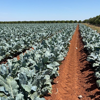 Lines lettuce leaves in red soil at Yenda Producers