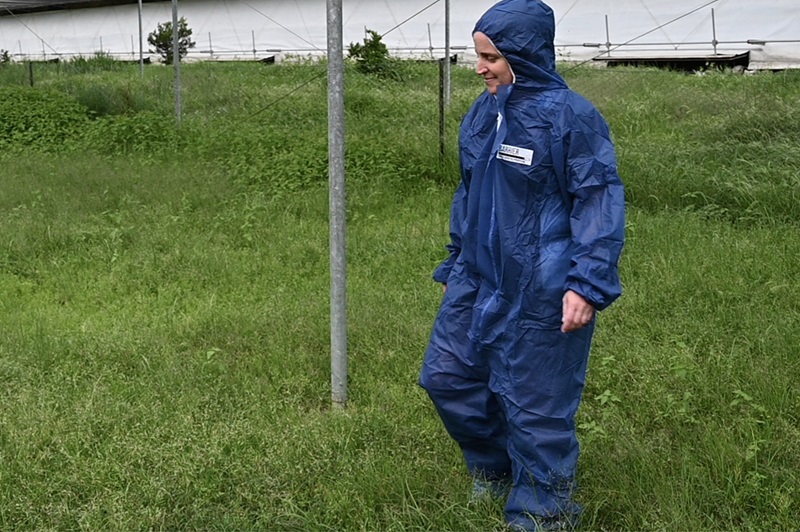 Person wearing a blue protective coverall suit walking through long grass in an outdoor research area, with fenced structures visible in the background.