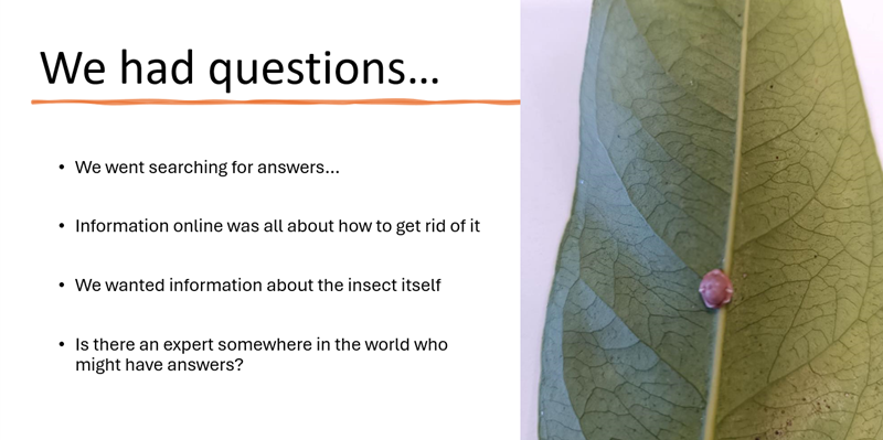 Screenshot of a student presentation slide titled “We had questions...” alongside a photograph of a leaf with a small pink wax scale insect attached to the central vein. The slide lists questions about finding information on the insect, searching for answers online and seeking expert advice.