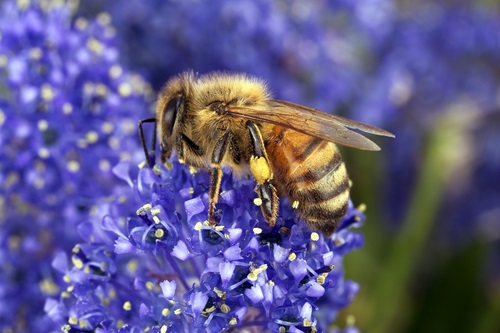 A close up of a bee collecting pollen from a blue flower