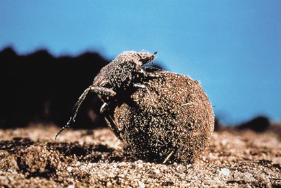 dung beetle with dung it has rolled into a ball