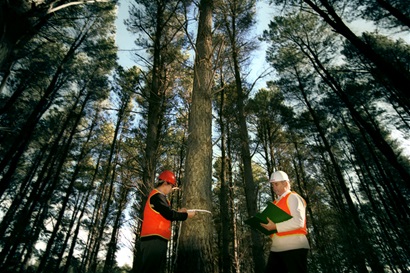 Two people standing in radiata pine forest, one person using flexible tape measure to measure around the girth of the radiata pine tree, the other person is recording data in the open clipboard.