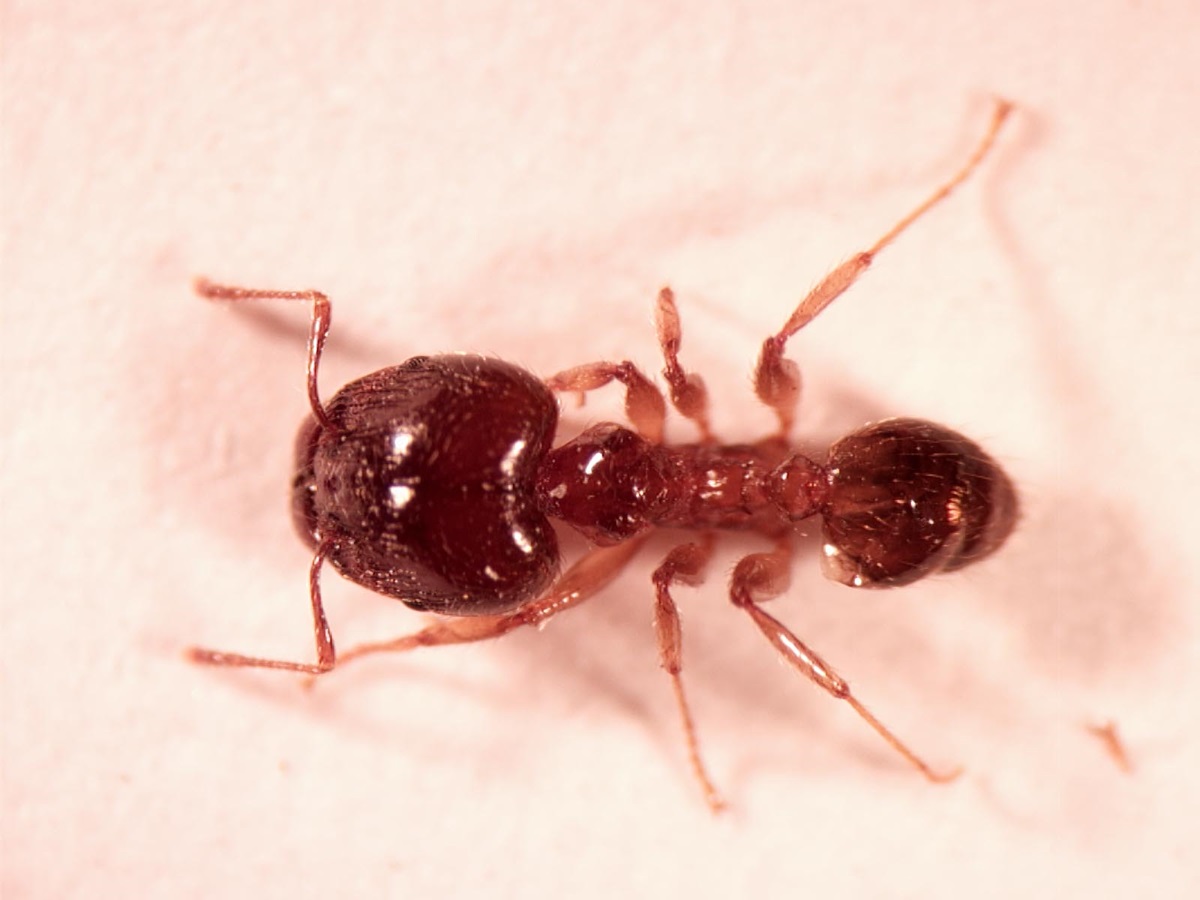 African big-headed ant - CSIRO