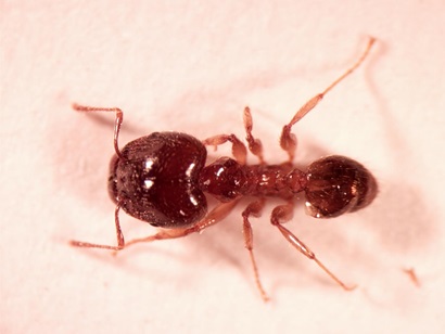 Looking down on the top of an African big-headed ant