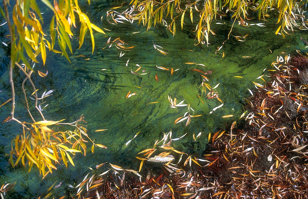 What are blue-green algae? - CSIRO