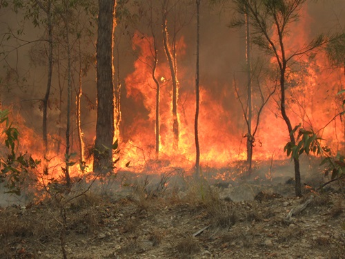 A fire burns through the bush, scorching tall trees and grass