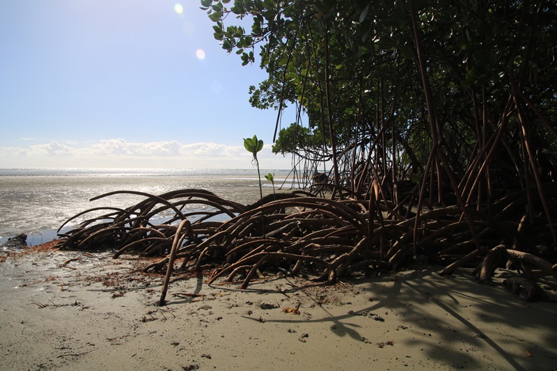 A mangrove with tree roots in the sand, surrounded by blue skies. 